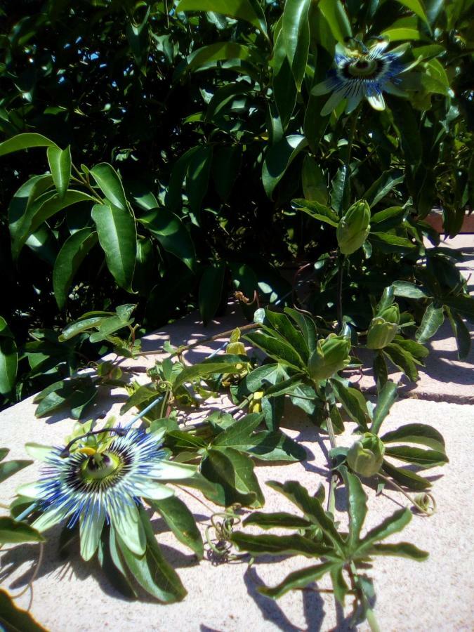 Casa te la Bradamante Bed & Breakfast Magliano Bagian luar foto
